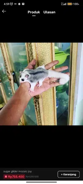 Sugar glider mozaic