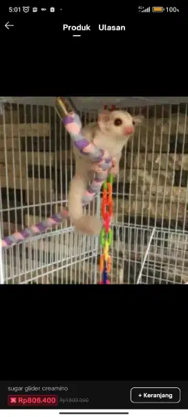 Sugar glider creamino