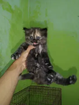 Persia medium tortie