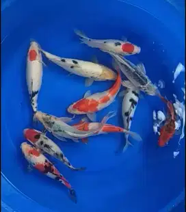 Jual Koi 10 ekor 20-25 cm