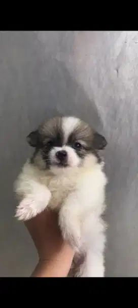 Anjing minipom mix