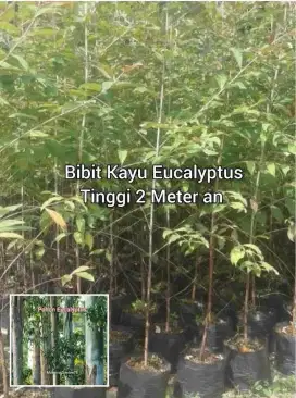 Bibit Kayu Eucalyptus Tinggi 2 Meter an