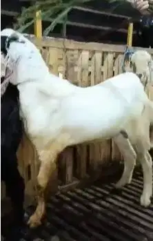 10 ekor kambing jantan 1 tahunan TB 70cm siap penggemukan qurban 2025