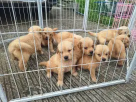 Dijual anakan anjing Golden