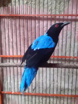 Jual burung gogonelo atw cicak biru gacor