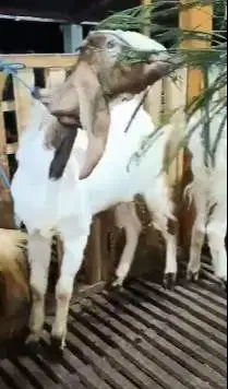 10 ekor kambing jantan 1 tahunan TB 70cmUP siap ternak piara digemukin