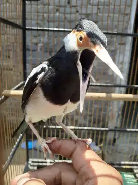 Jual burung jalak suren jawa gacorrr