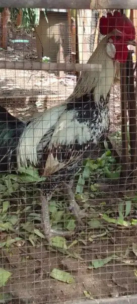 Ayam ketawa ganteng dan mulus jengger gagah usia 1 thn