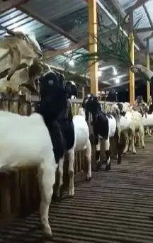 10 ekor kambing jantan TB 70cmUP 1 tahunan siap ternak digemukin puas