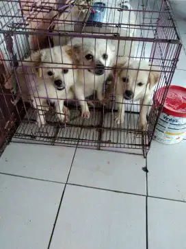 Obral anjing murah !