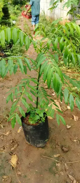 Pohon kedondong 1 meter siap berbuah