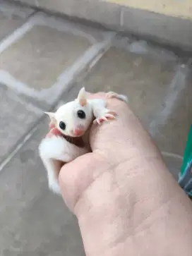 Sugar glider leucistic joey betina