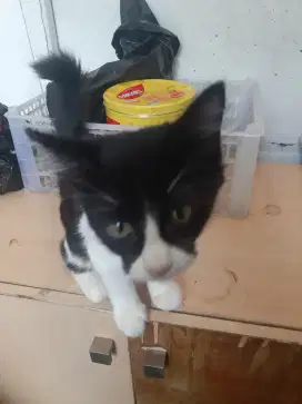 Kucing anggora warna hitam putih