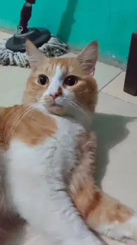 Kucing anggora Orange cio