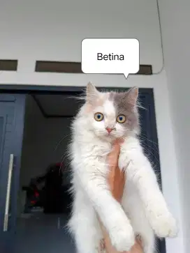 Kucing kitten Persia 3 bulan