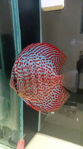 Discus leopard 3,5 inch