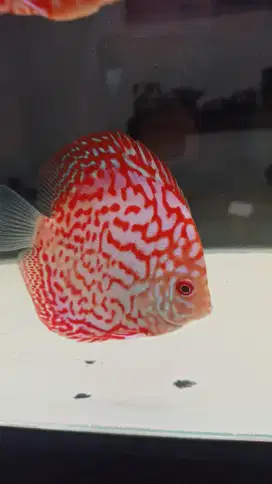 Discus pigeon blood 3 inch