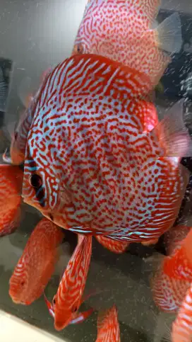 Discus leopard sakura 3,5 inch