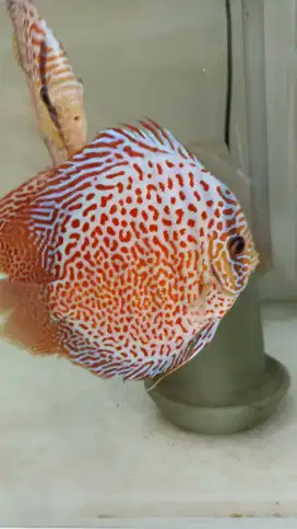 Discus red leopard 5 inch