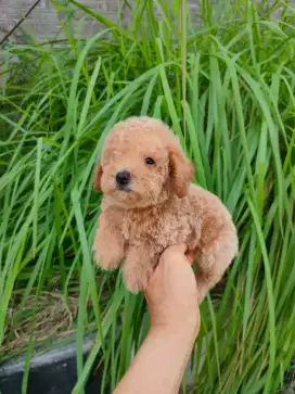 Toy Poodle puppy