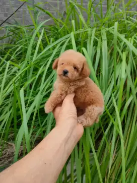 Toy Poodle Puppy