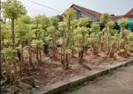 Pohon anting putri