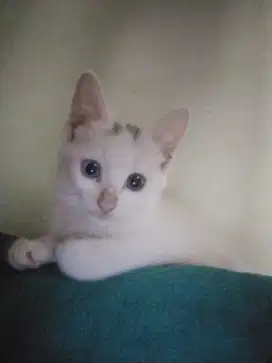 Kucing Kitten MixDom Odd eyes Cute mahar buat ganti pakan