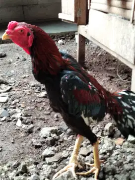 jual ayam bangkok