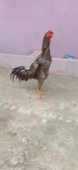 Ayam pakhoy Pama tinggi muda mantap tulang bagus