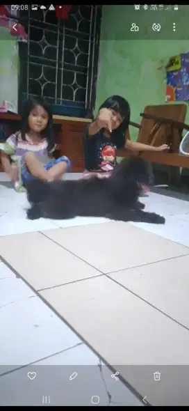 Anjing maltipo umur 1tahun