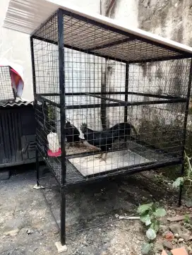 Sepasang ayam cemani