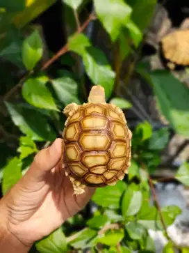 sulcata OS 6,5 cm jaminan sehat cb indo