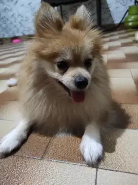 Anjing pom minipom pomeranian