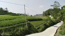 SAWAH PRODUKTIF 3X PANEN DALAM 1 TAHUN. BISA DIBANGUN VILA