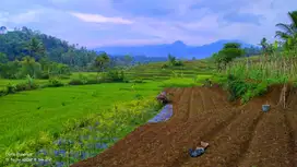 Jual Sawah Rp. 300.000/M² Nego | Sawah Super Produktif, Adem, Sejuk