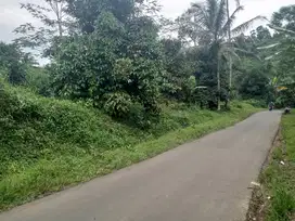 KEBUN Manggis PINGGIR Jalan