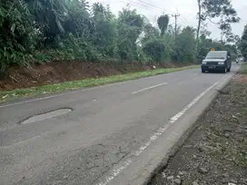 JUAL TANAH KEBUN CENGKEH DAN TEH DI JL. PROVINSI