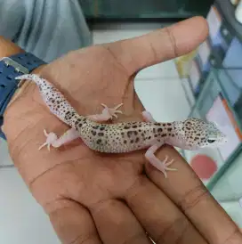 Leopard gecko wy mse