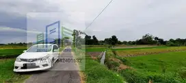 Tanah sawah dengan air melimpah di pengging Banyudono Boyolali