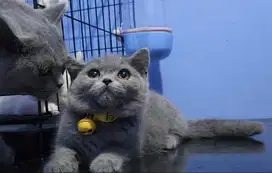 British Short Hair (Bsh) Male 3bln