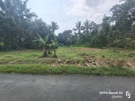 Tanah kebun nuansa pedesaan Sumbang Banyumas