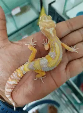 Leopard gecko snow radar eclipse