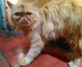 Kucing Persia Pesek