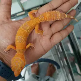 Leopard gecko tangerine lavender