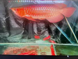 ikan arwana super red