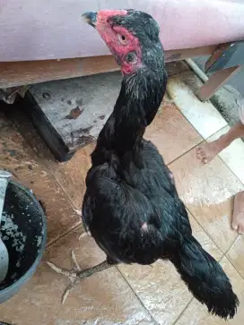 ayam bangkok betina 1 ekor