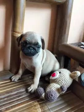 Puppy pug lucu perempuan