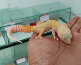 Leopard gecko white knight