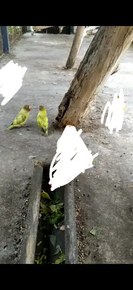 Burung lovebird sepasang