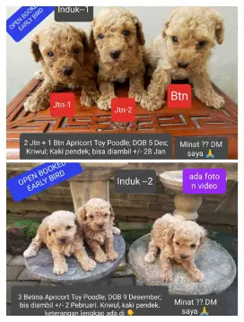 6 ekor Apricort Toy Poodle